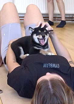 Shiba inu - 15