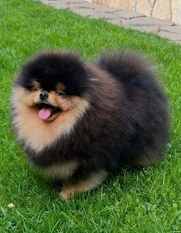 Pomeranian s pp FCI - 15