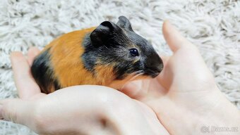 Morče, Morčata, Morčátko, MORČÁTKA -JUSTÝNA A JESSIE - 15