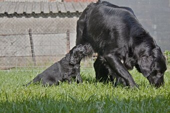 Flat coated retriever štěňata s PP - 15