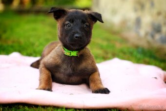 Belgický ovčák Malinois - 15