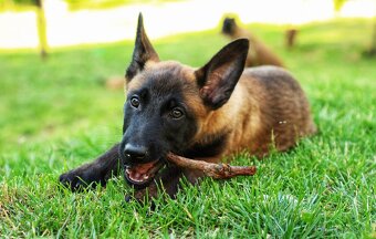 Belgický ovčák Malinois - 15