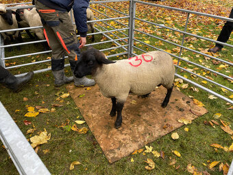 Plemenné beránky Suffolk - 15