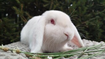 Zakrslý beránek, králík, králíček - WILLIAM - 15