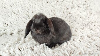 Zakrslý beránek, králíček, králík - ELLA - 15