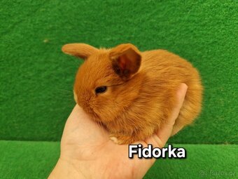 Zakrslý beránek, registrovaný chov - 15