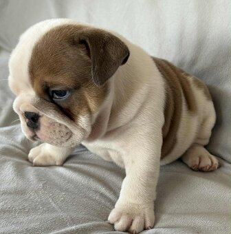 Anglicky Bulldog - 15