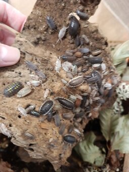 Vakoveverky + vybaveni - 15