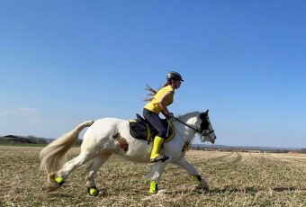 Irský Cob-výměna nebo prodej - 15