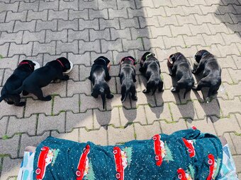 Cane Corso - 15