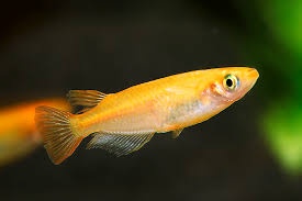 Medaka japonská,Oryzias latipes, Rýžová ryba - 15