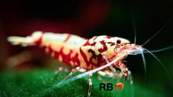 TOP AKVA KREVETKY PREMIUM Caridina a Neocaridina - Odchovy - 15