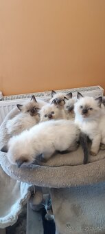 Ragdoll kotatka - 15