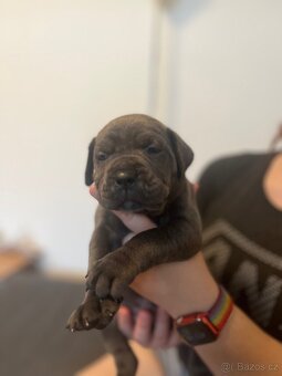 Štěně cane corso - 15