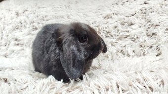 Zakrslý beránek, králíček, králík - BIBI - 15