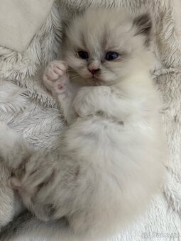 Perská činčila koťátka - 15