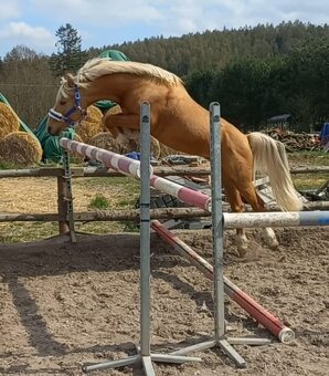 Valacha pony - 15