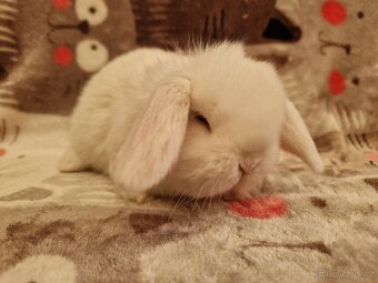 Zakrslý beránek - minilop - 15