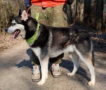 ALONZO K ADOPCI - přátelský, milý, kontaktní - 15