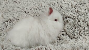 Zakrslý králík, králíček-(TEDDY)-HEIDY - 15