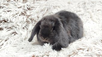 Zakrslý beránek, králíček, králík - BRUNO - 15