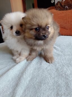Pomeranian špic - 15