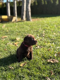 Labradorský retrívr štěňata s PP- hnědá - 15