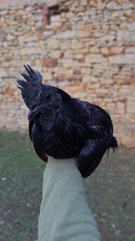 Kohouti Ayam Cemani, Cemanky, Cemanské slepice - 15