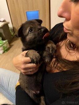 Německy ovčák s PP pracovní spojení -fena, pes - 15