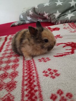 Zakrslý králík králíček - 15