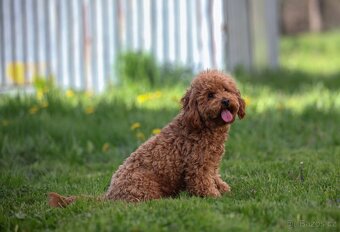 Cavapo, kavapo, cavapoo - 15