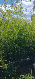 Obří mrazuvzdorný bambus phyllostachys, Vsetín - 15