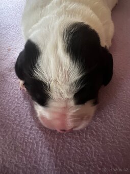 🐾 Štěňátka Landseera s výstavními i pracovními předpoklady - 15