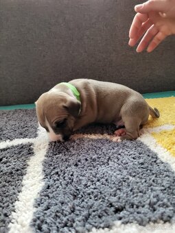 Americký stafordšírský teriér s PP - 15