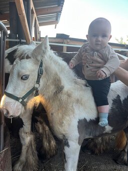 Irsky cob hrebecek - 15