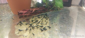 Guppy full red albino - 15