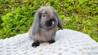Zakrslý beránek, králíček, králík - PATRICIE - 15