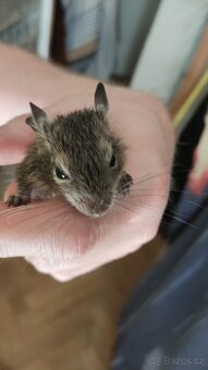 osmáčata osmák degu, myšáci - 15