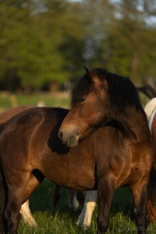 Huculská klisna, hucul, pony, malý kůň - 15