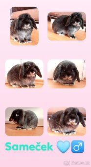Volný Sameček - Anglický Zakrslý Beránek MiniLop🍑🧡🤍 - 15