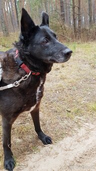 CONNIE K ADOPCI - nejvěrnější parťačka, mazel na N-tou - 15