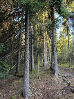 Prodám lesní pozemek v k.ú. Ločenice, p.č. 810 - 15