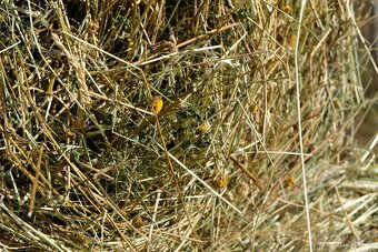 Prodej lučního sena - 15