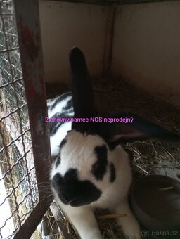 Králíci velikých plemen k chovu - 15