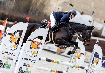 4 letá klisna do vyššího sportu - 15