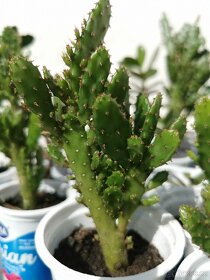 Sukulenty. kaktusy, tlustice, sansevierie, pokojové rostliny - 15