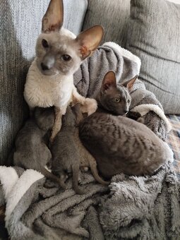 Cornish rex koťátka bez PP - 15