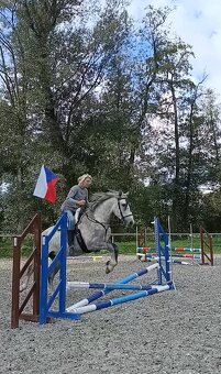 Lusitano - exkluzivní valach - 15