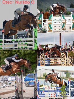 Mladý valach ČT - 15