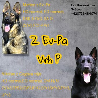 Německý ovčák s PP - 15